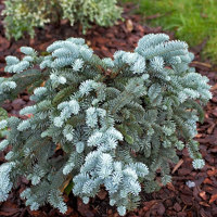 Glauca Prostrata