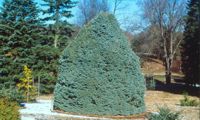 Compacta (Abies lasiocarpa)