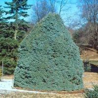 Compacta (Abies lasiocarpa)