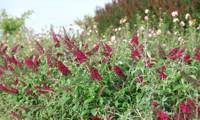 Reve De Papillon Red