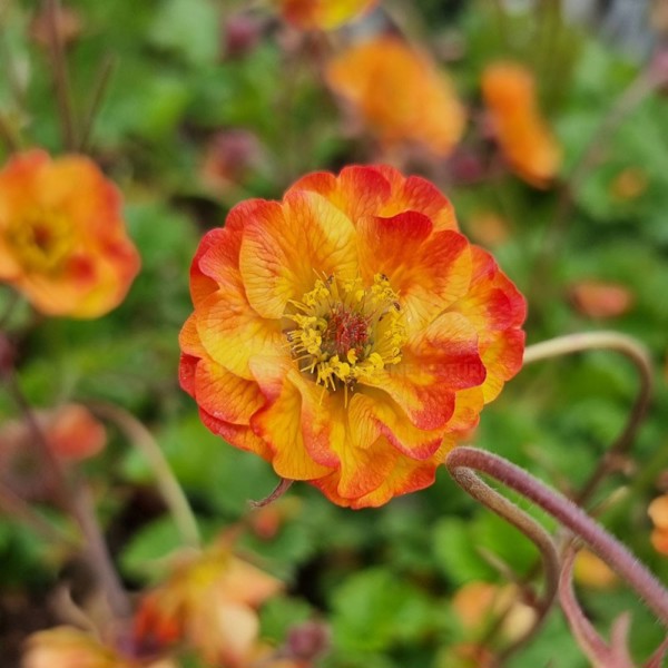 Geum × (Гравілат гібридний)