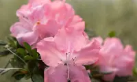 Autumn Debutante