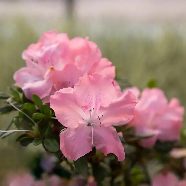Autumn Debutante
