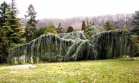 Atlantica Glauca Pendula