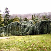 Atlantica Glauca Pendula