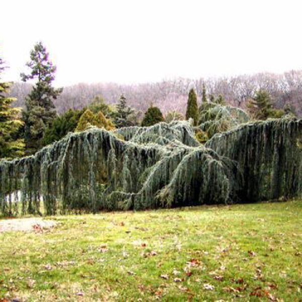 Cedrus libani (Кедр ліванський)