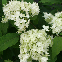 Hovaria® Hayes Starburst