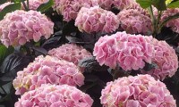 Pink Ever Belles®