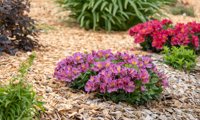 Incalys Purple