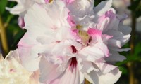 French Cabaret® Pastel