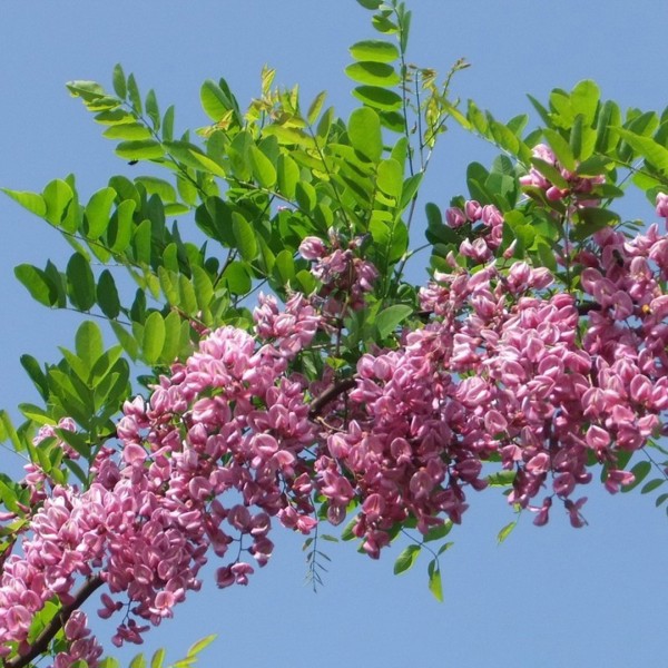 Robinia × margaretta (Робінія Маргарети)