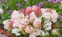 Groundbreaker Blush