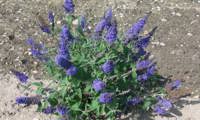 Ellens Blue