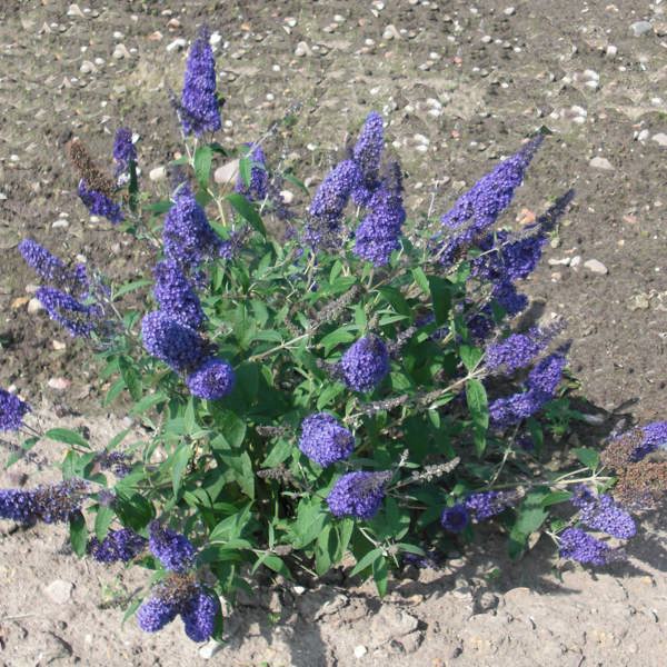Ellens Blue