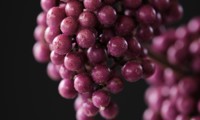 Magical® Purple Giant