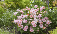 Amirose