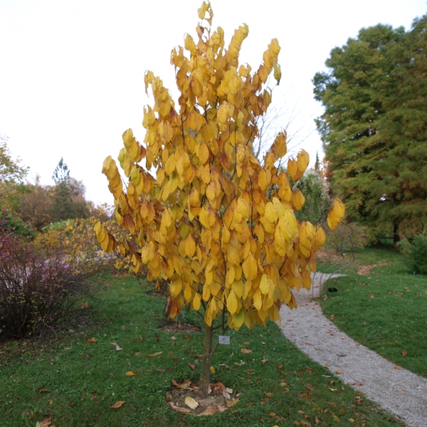 Asimina triloba (Азіміна трилопатева)