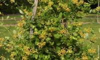 Golden Trumpet