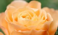 Disting’o Orange Clbg