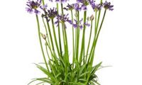 Everpanthus Poppin' Purple