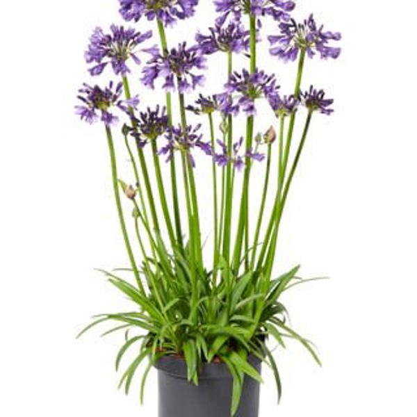 Everpanthus Poppin' Purple