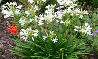 Pitchoune® White