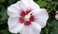 Helene
