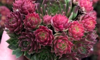 Colorockz Ruby Lime