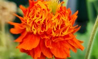Orange Pumpkin