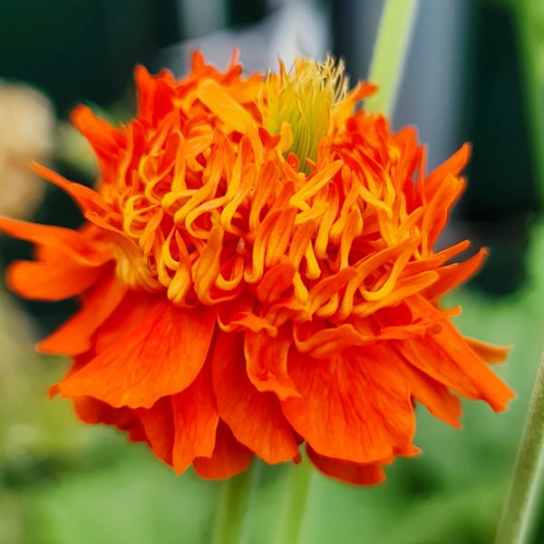 Orange Pumpkin