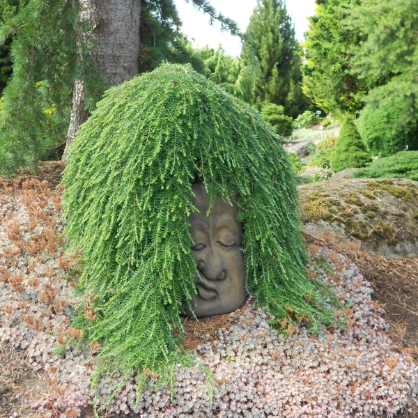 Tsuga heterophylla (Тсуга різнолиста)