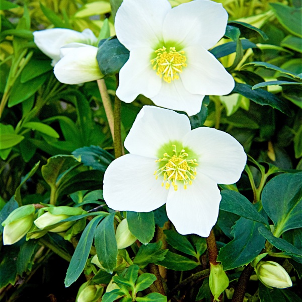 Christmas Roses™ Ice Maiden