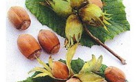 Nottingham Fruchtbare