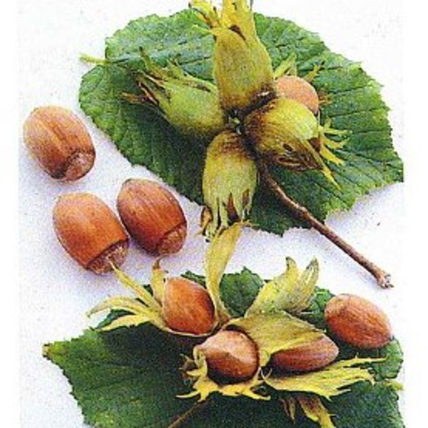 Nottingham Fruchtbare
