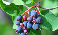Greatberry Fruity