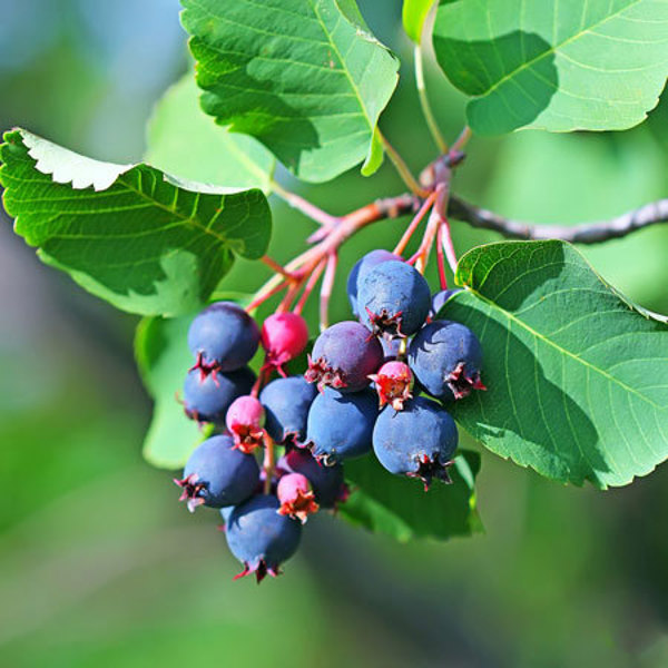 Greatberry Fruity