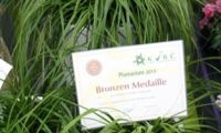 EverColor 'Everlime'