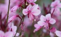 Baby Butterfly Dark Pink