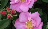 Angelia Pink