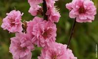 Taoflora Pink