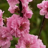 Taoflora Pink