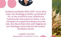 Pink Hopi®