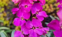 Colour Vibe Purple