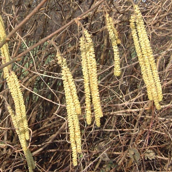 Ліщина звичайна