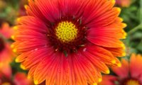 Sun Buddies Red