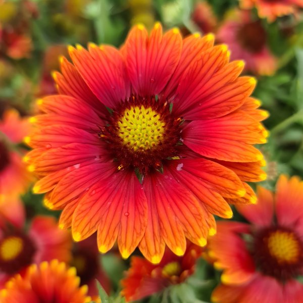 Sun Buddies Red