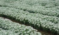 Blossom of Snow