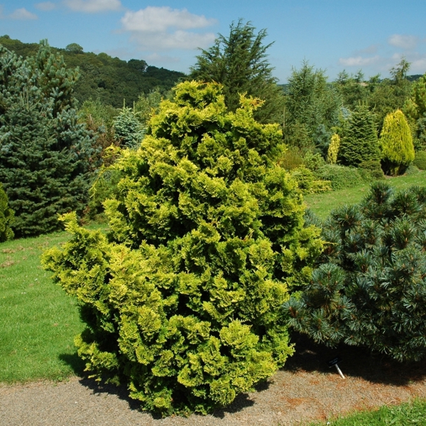 Chamaecyparis obtusa (Кипарисовик тупий)