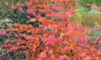 Rockhampton Red