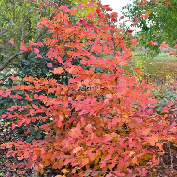 Carpinus betulus (Граб звичайний)